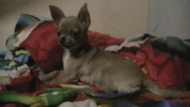 Les Chihuahua de l'affixe du Pirou