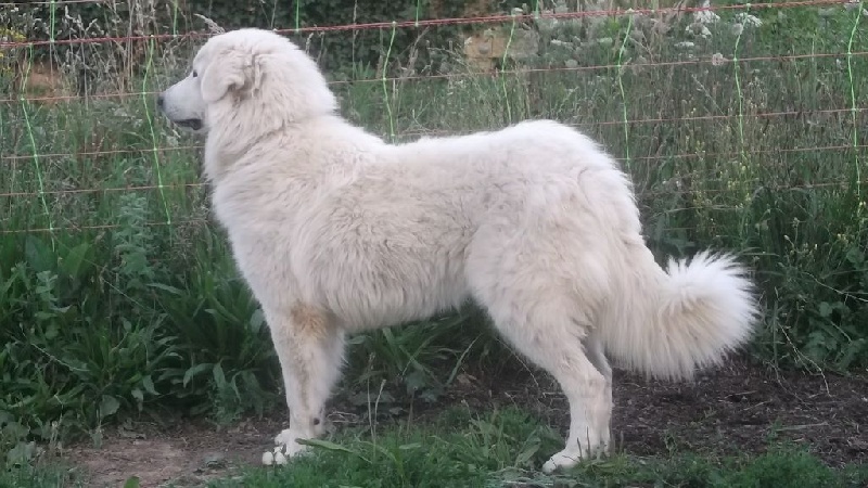 Isaby De Bigerionnes