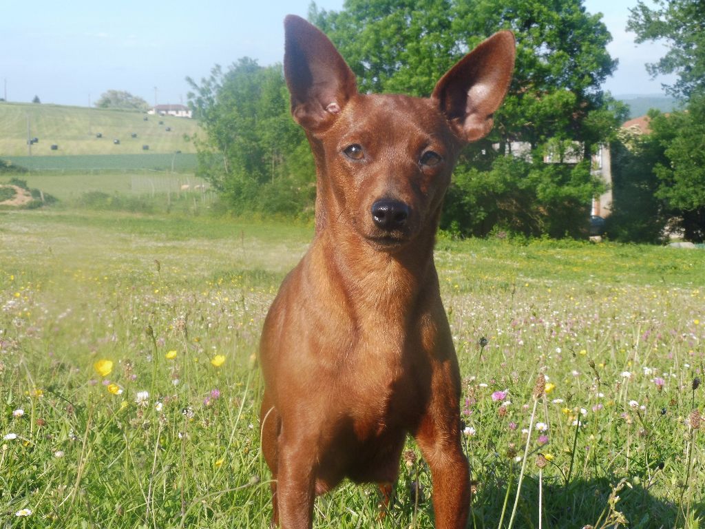 Louna (Sans Affixe)