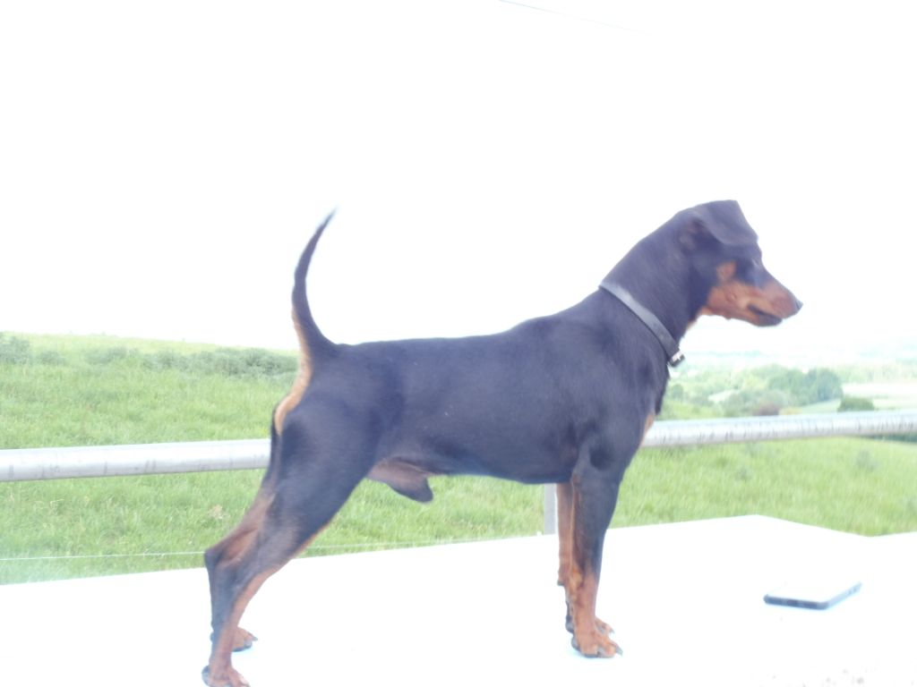 Odin du Prince d'Eckmühl